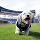 Illustration for article titled The Milwaukee Brewers Adopted Stray Dog Is The Best Dog
